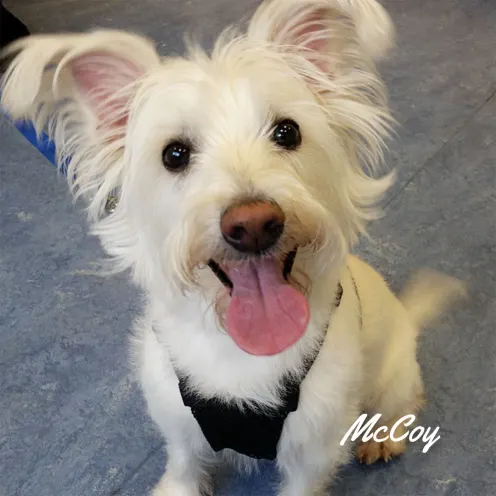 Happy dog with tongue sticking out, named McCoy